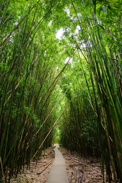 Chemin Travers Forêt Dense Bambous Sur Maui Hawaï États Unis — Photo