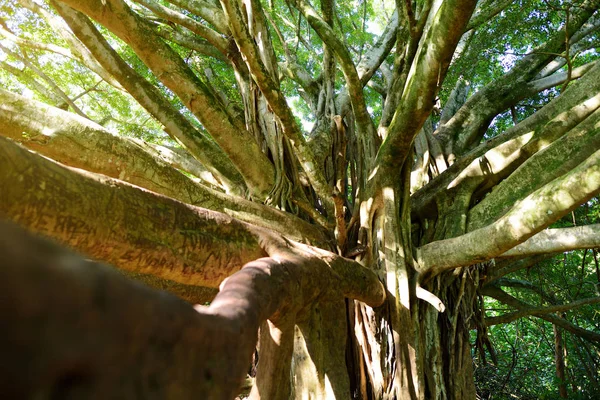 美国夏威夷毛伊岛 Pipiwai 小径上生长的巨型榕树枝和悬根 — 图库照片