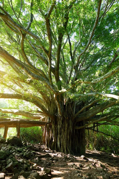 Відділення Банкомати Висячі Коріння Гігантських Banyan Дерева Росте Pipiwai Стежці — стокове фото