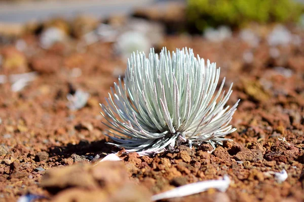 Κλείστε Την Προβολή Του Haleakala Silversword Ενδημικά Στο Νησί Maui — Φωτογραφία Αρχείου