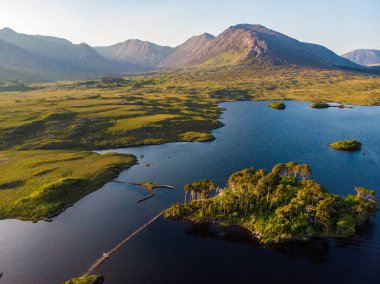 on iki Pines Connemara, County Galway, İrlanda adasında ağaçta