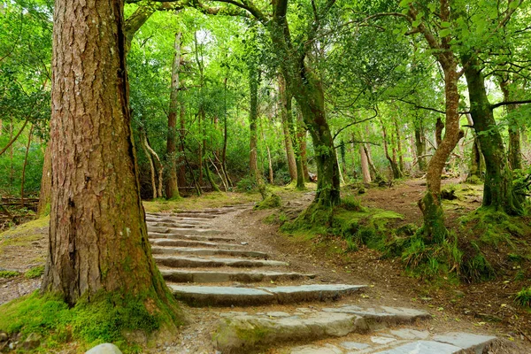 Pinheiros Maciços Com Hera Crescendo Troncos County Kerry Irlanda — Fotografia de Stock