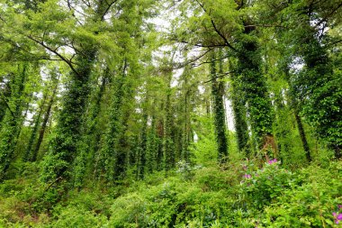 Masif çam ağaçlarının gövdeleri Milli Park, County Kerry, Ireland üzerinde büyüyen Ivy ile 