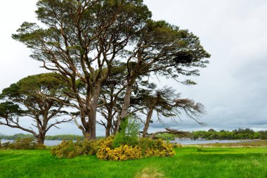 büyük çam ağaçları ve çiçek açması çalılar bankalarından Muckross Gölü Killarney Milli Parkı'nda, County Kerry, Ireland.