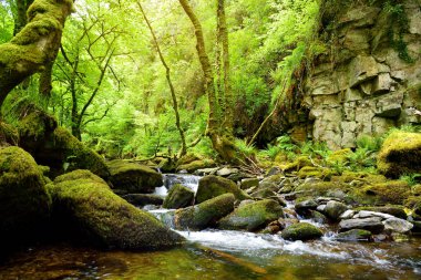 Küçük şelaleler yakınındaki Torc şelale, Killarney Milli Park, İrlanda.