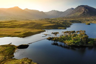 on iki Pines Connemara, County Galway, İrlanda adasında ağaçta