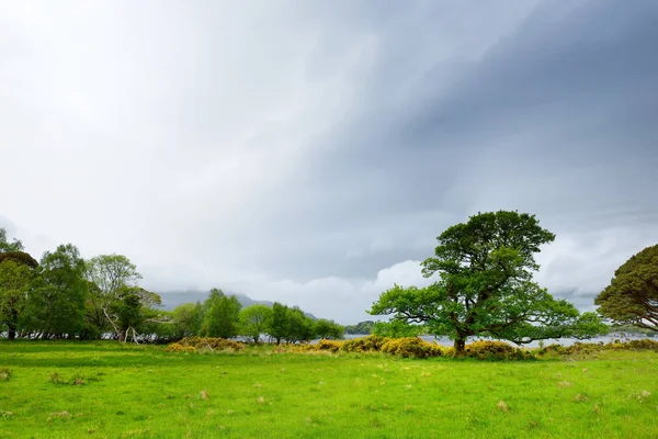 爱尔兰嘉里尼国家公园莫克罗丝湖上的大松树和盛开的灌木丛 — 图库照片