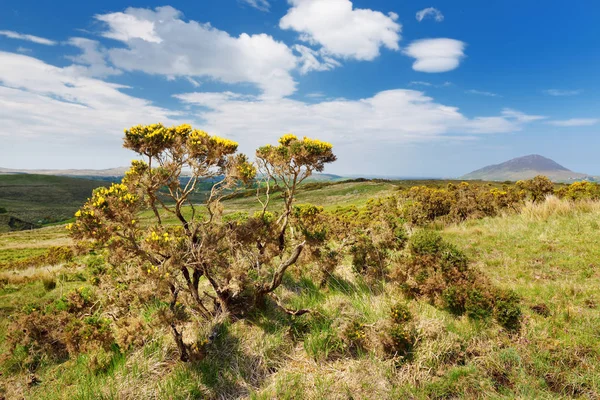 在爱尔兰康尼马拉国家公园 钻石山 小布什与黄色花卉的遥远的看法 — 图库照片