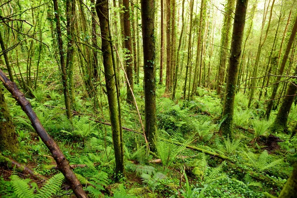 Grandes Pinos Con Hiedra Creciendo Troncos Parque Nacional Condado Kerry — Foto de Stock