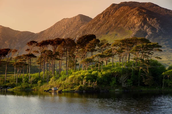 Bomen Twaalf Pines Eiland Connemara County Galway Ireland — Stockfoto