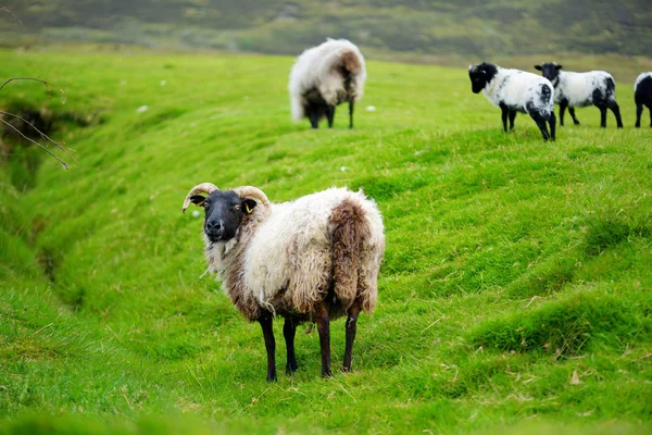 Sheep Grazing Green Meadow Ireland — Stock Photo, Image