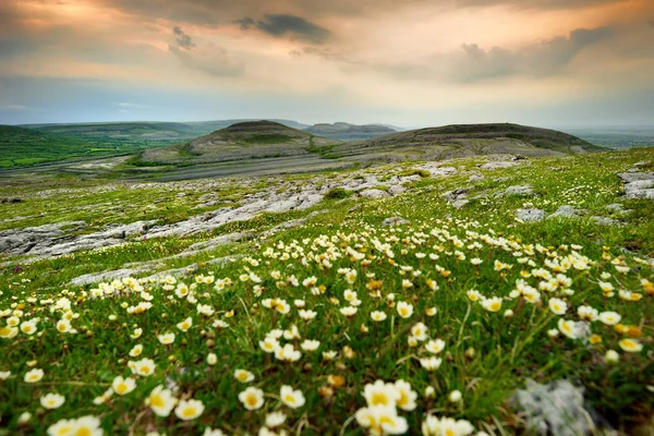 Flowers Stony Slope Burren Region County Clare Ireland — Stock Photo, Image