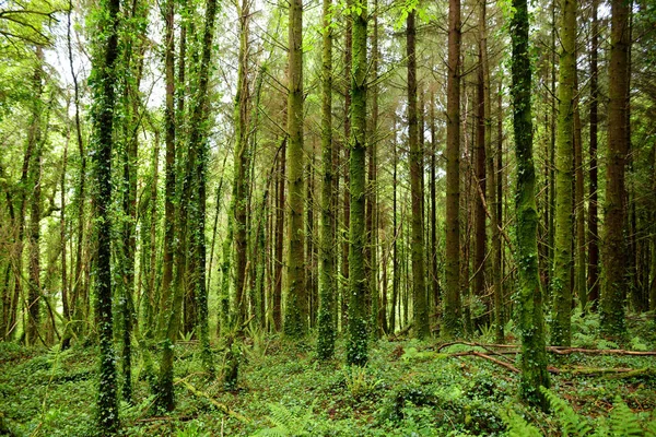 Grandes Pinos Con Hiedra Creciendo Troncos Parque Nacional Condado Kerry — Foto de Stock