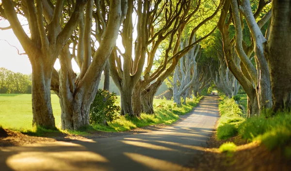 Avenue Hêtres Long Route Bregagh Dans Comté Antrim — Photo