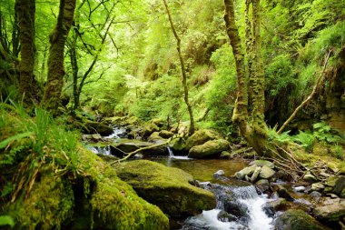 Küçük şelaleler yakınındaki Torc şelale, Killarney Milli Park, İrlanda.
