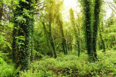 Masif çam ağaçlarının gövdeleri woodlands, Killarney Milli Parkı, County Kerry, Ireland üzerinde büyüyen Ivy ile