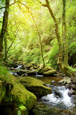 Woodland, Killarney Milli Parkı Torc şelale yakınındaki küçük şelaleler