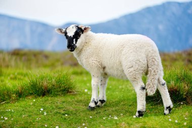 yeşil çayır üzerinde siyah namlu ile beyaz koyun