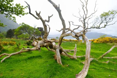 dried pine trees trunk and blossoming bushes on banks on Muckross Lake in Killarney National Park, County Kerry, Ireland. clipart