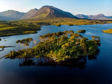 on iki Pines Connemara, County Galway, İrlanda adasında ağaçta
