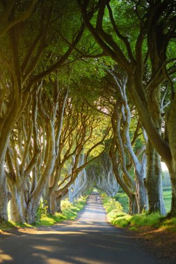 avenue of beech trees along Bregagh Road in County Antrim clipart