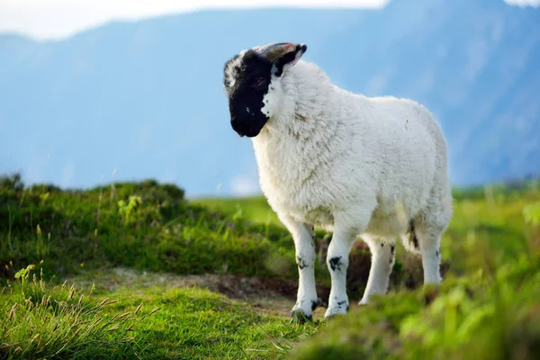 White Sheep Black Muzzle Green Meadow — Stock Photo, Image