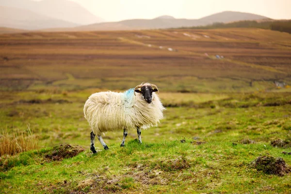 White Sheep Black Muzzle Green Meadow — Stock Photo, Image