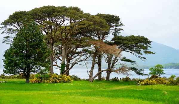 Grandes Pinheiros Arbustos Florescentes Nas Margens Lago Muckross Killarney National — Fotografia de Stock