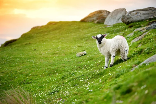 Schafe Weiden Auf Einer Grünen Wiese Mit Bergen Hintergrund Irland — Stockfoto