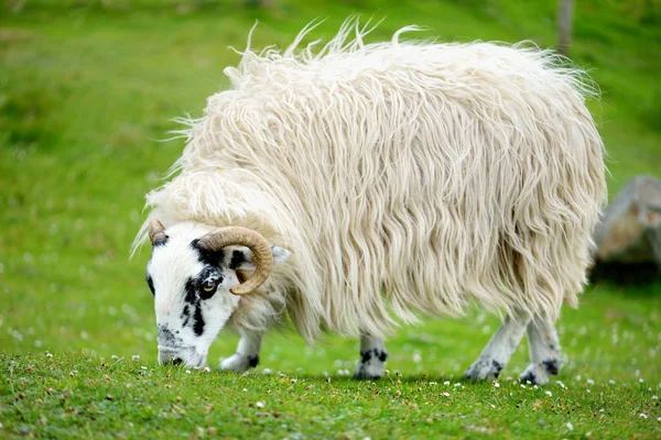 Овцы Пасутся Зеленом Лугу Ирландия — стоковое фото