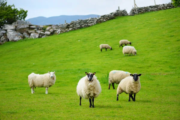 Sheep Grazing Green Meadows Ireland — Stock Photo, Image