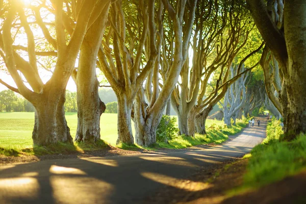 Avenida Árvores Faia Longo Bregagh Road Condado Antrim Irlanda Norte — Fotografia de Stock