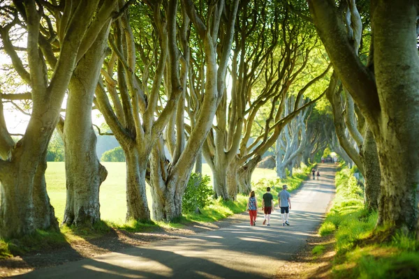 Avenida Árvores Faia Longo Bregagh Road Condado Antrim Irlanda Norte — Fotografia de Stock