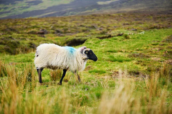 Witte Schapen Met Zwarte Snuit Groene Weide Gemarkeerd — Stockfoto