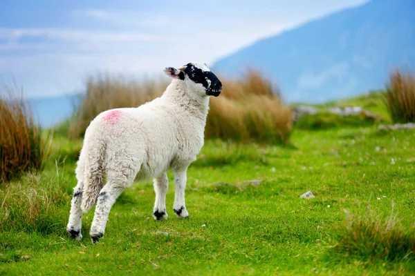 Marking White Sheep Black Muzzle Green Meadow — Stock Photo, Image