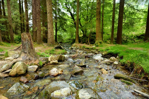 Wąski Strumień Przepływający Między Starymi Sosnami County Wicklow Irlandia — Zdjęcie stockowe