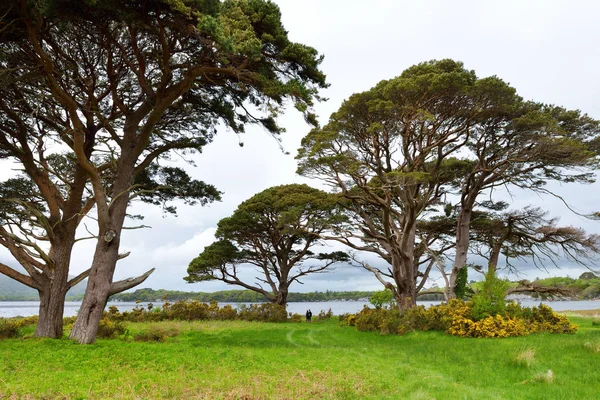 Nagy Fenyőfákkal Virágzó Bokrok Bankok Muckross Killarney Nemzeti Parkban County — Stock Fotó