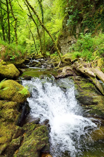 Viharos Kis Vízesés Közelében Torc Waterfall Killarney Nemzeti Park Írország — Stock Fotó