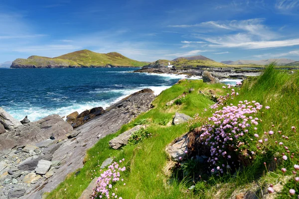 Valentia Adası Feneri Cromwell Noktada Pembe Çiçekler Görünümünü — Stok fotoğraf