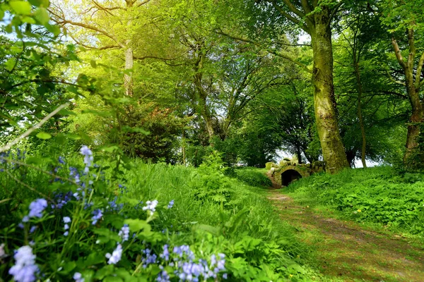 Bluebell Floraison Dans Les Jardins Ducketts Grove Comté Carlow Irlande — Photo