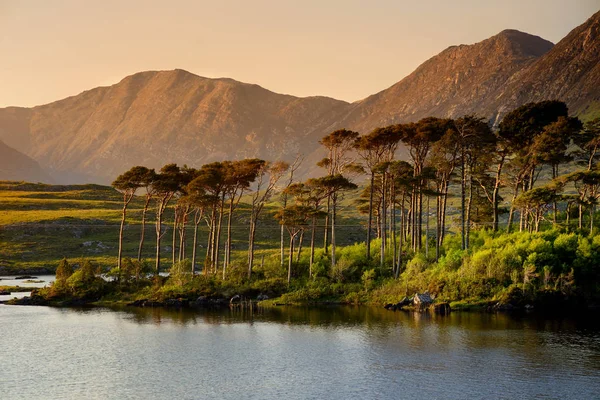 Bäume Auf Zwölf Kieferninseln Connemara County Galway Irland — Stockfoto