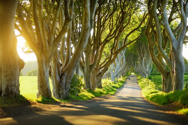 Aleje Stromů Podél Silnice Bregagh Hrabství Antrim — Stock fotografie