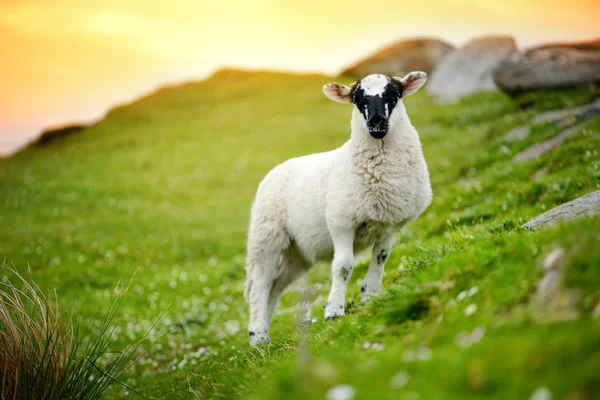 Czarno Białe Owce Czarny Pysk Zielonej Łące Zachód Słońca — Zdjęcie stockowe