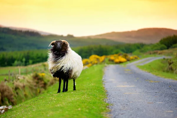 Schwarze Und Weiße Schafe Grünen Straßenrand Sonnenuntergang — Stockfoto