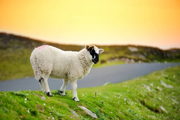 Witte Schapen Met Zwarte Snuit Groene Weide Zonsondergang — Stockfoto