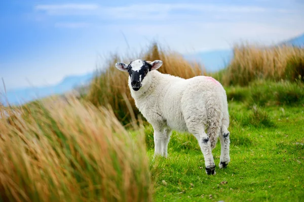 White Sheep Black Muzzle Green Meadow — Stock Photo, Image