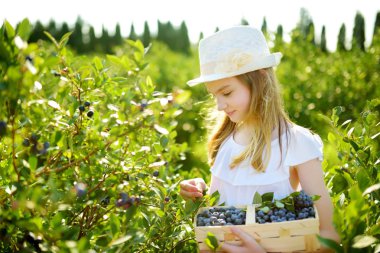 Sevimli küçük kız taze malzeme çekme organik blueberry çiftlik üzerinde sıcak ve güneşli yaz günü çilek. Küçük çocuklar için taze sağlıklı organik gıda. Yaz aylarında Aile aktiviteleri.