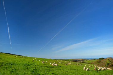 Doğal Cornish alanlar'ın altında açık mavi gökyüzü, Cornwall, İngiltere, İngiltere'de üzerinde otlatma koyun