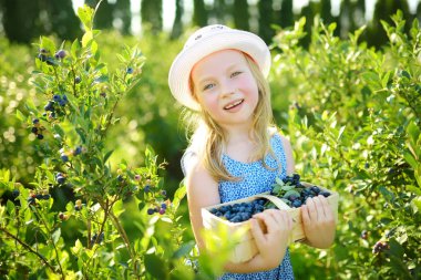Sevimli küçük kız taze malzeme çekme organik blueberry çiftlik üzerinde sıcak ve güneşli yaz günü çilek. Küçük çocuklar için taze sağlıklı organik gıda. Yaz aylarında Aile aktiviteleri.