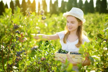 Sevimli küçük kız taze malzeme çekme organik blueberry çiftlik üzerinde sıcak ve güneşli yaz günü çilek. Küçük çocuklar için taze sağlıklı organik gıda. Yaz aylarında Aile aktiviteleri.